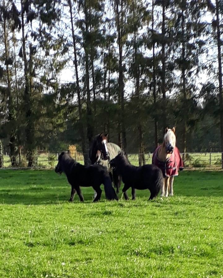 Midweek ruiter arrangement 2 personen + 2 paarden