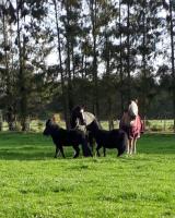 Midweek ruiter arrangement 2 personen + 2 paarden